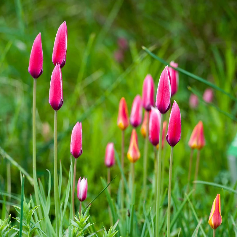 12 Tulpen Peppermint Stick