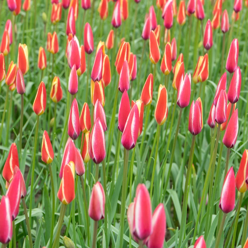 12 Tulpen Peppermint Stick
