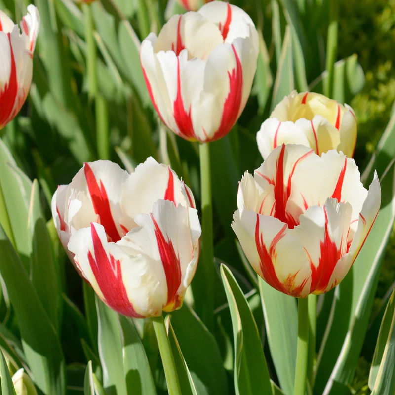 8 Tulpen Love Circle