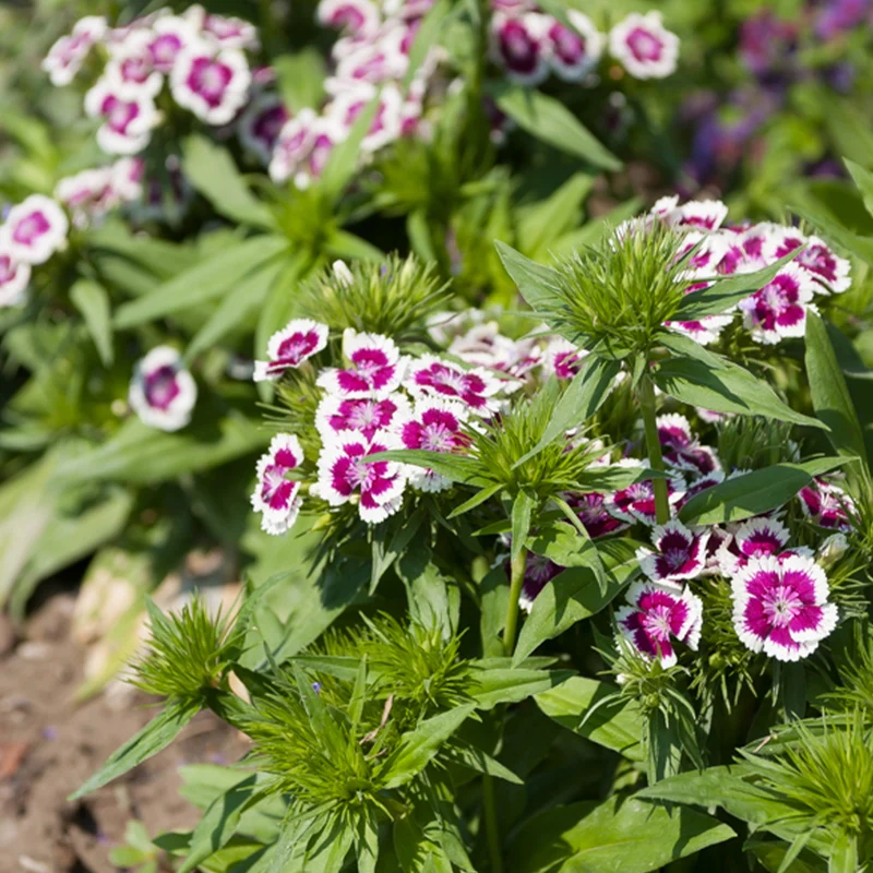 Bartnelke 'Barbarini Purple Picotee'