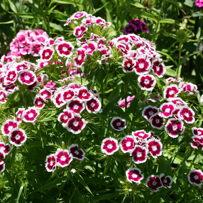 Bartnelke 'Barbarini Purple Picotee'