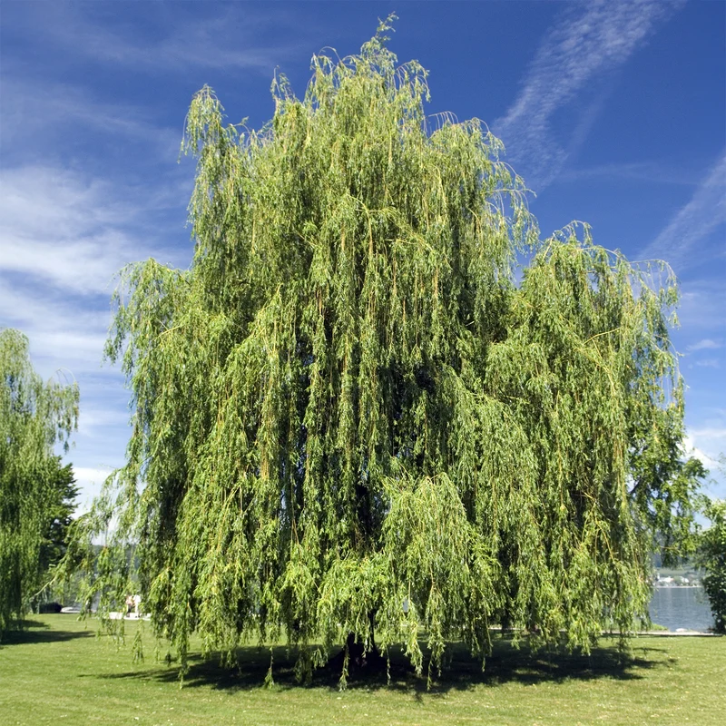 Trauerweide