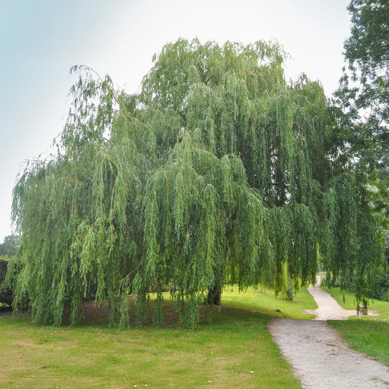 Trauerweide