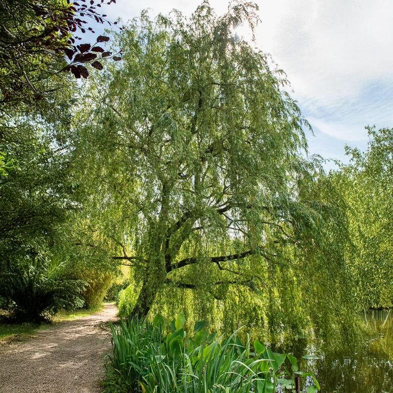Trauerweide