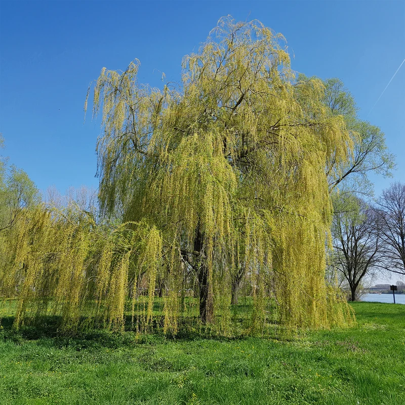 Trauerweide