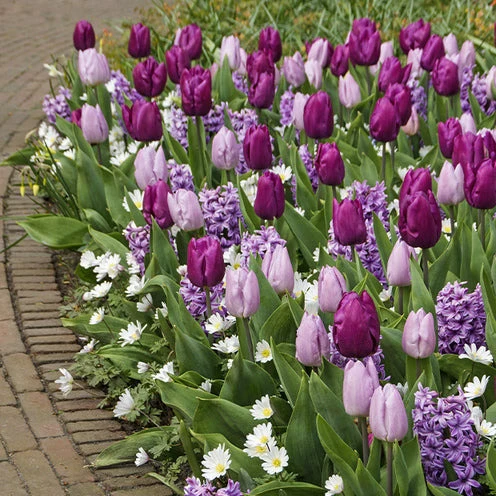 Blumenzwiebel-Mischung 'Royal Purple' (x25)