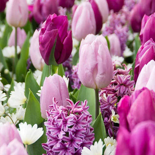 Blumenzwiebel-Mischung 'Royal Purple' (x25)