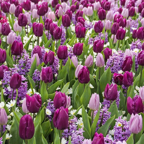 Blumenzwiebel-Mischung 'Royal Purple' (x25)
