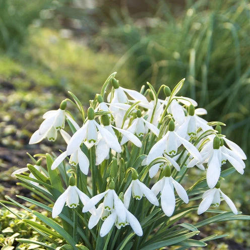 Blumenzwiebeln-Mischung ‘Butterfly Food’ (x70)