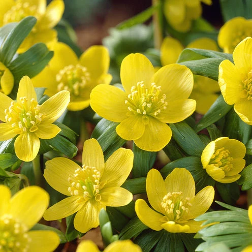 Blumenzwiebeln-Mischung ‘Butterfly Food’ (x70)
