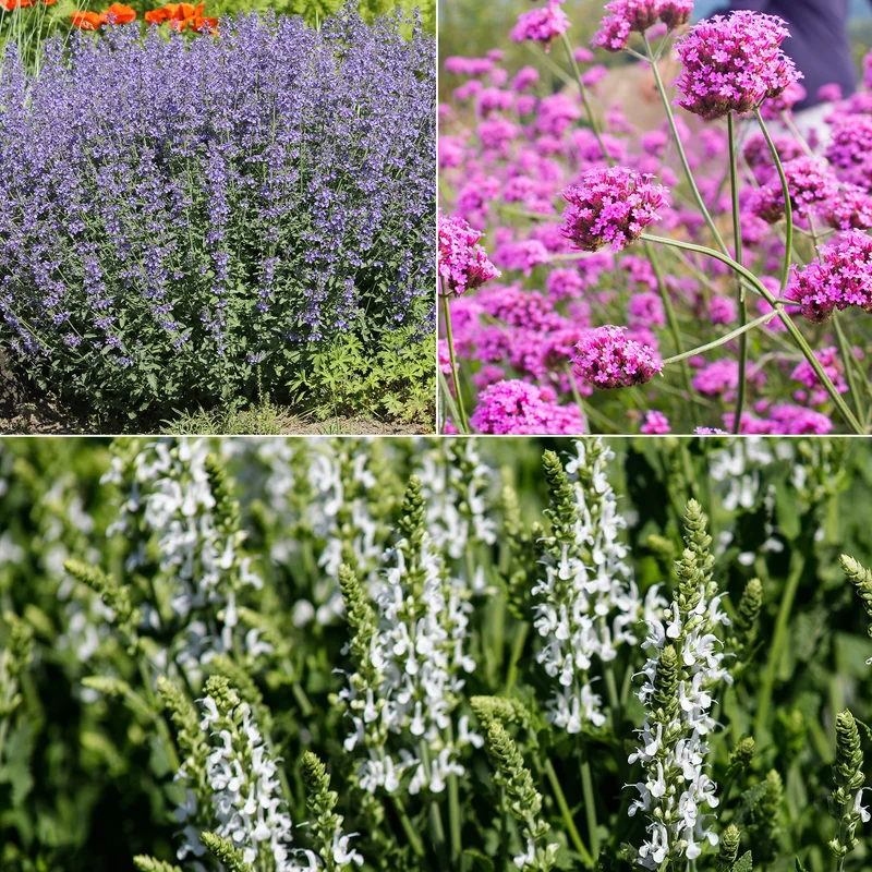 Blumenbeet Lila & Weiß