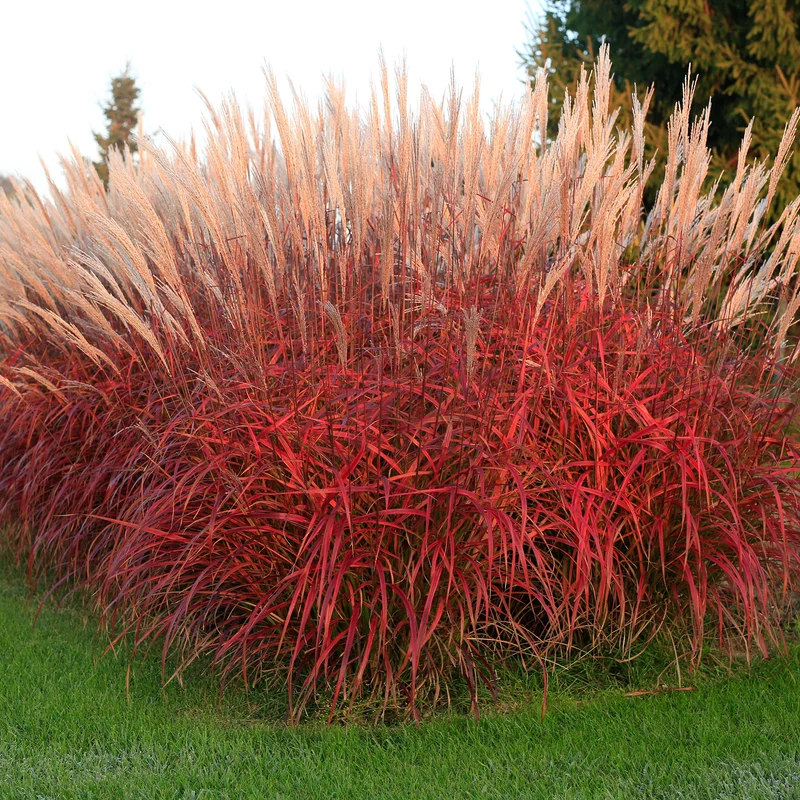 Chinaschilf Lady in Red