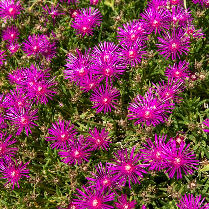Stauden Mittagsblume