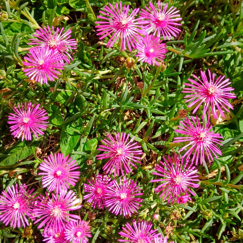Stauden Mittagsblume