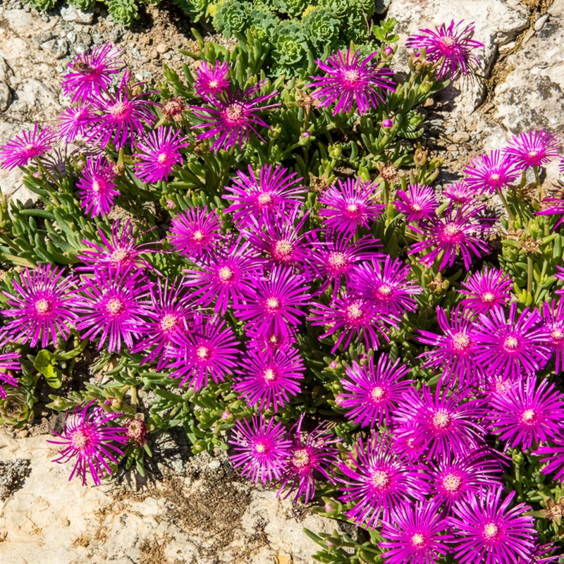Stauden Mittagsblume