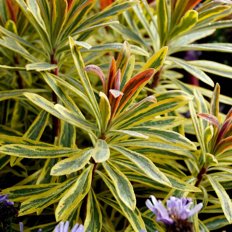 Garten-Wolfsmilch 'Ascot Rainbow'