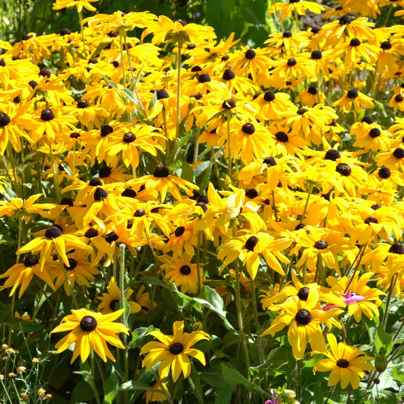 Sonnenhut ‘Goldsturm’