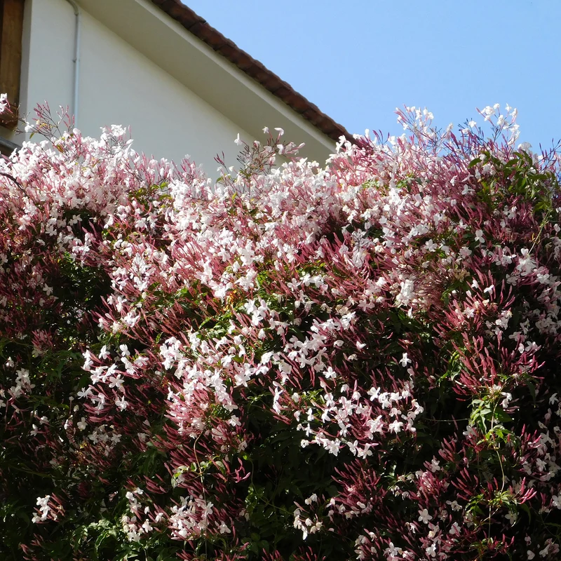 Jasmin