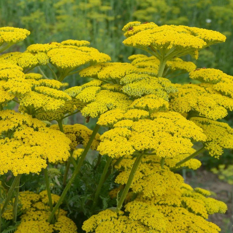 Schafgarbe ‘Cloth of Gold’