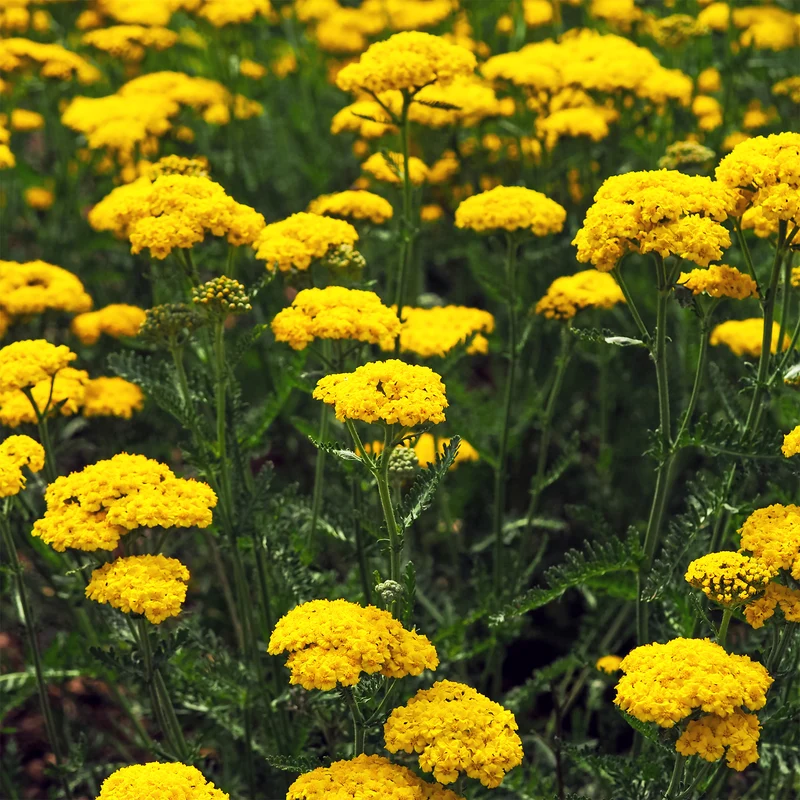 Schafgarbe ‘Cloth of Gold’