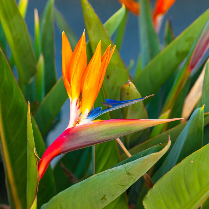 Paradiesvogelblume Strelitzia