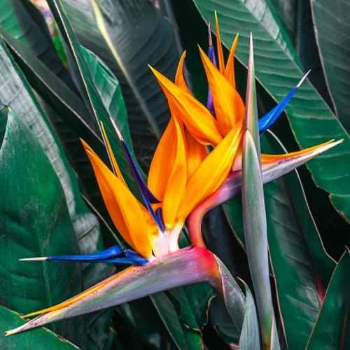 Paradiesvogelblume Strelitzia