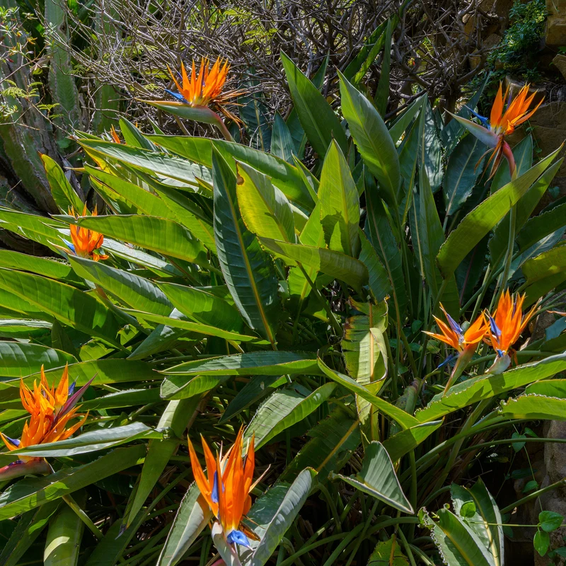 Paradiesvogelblume Strelitzia