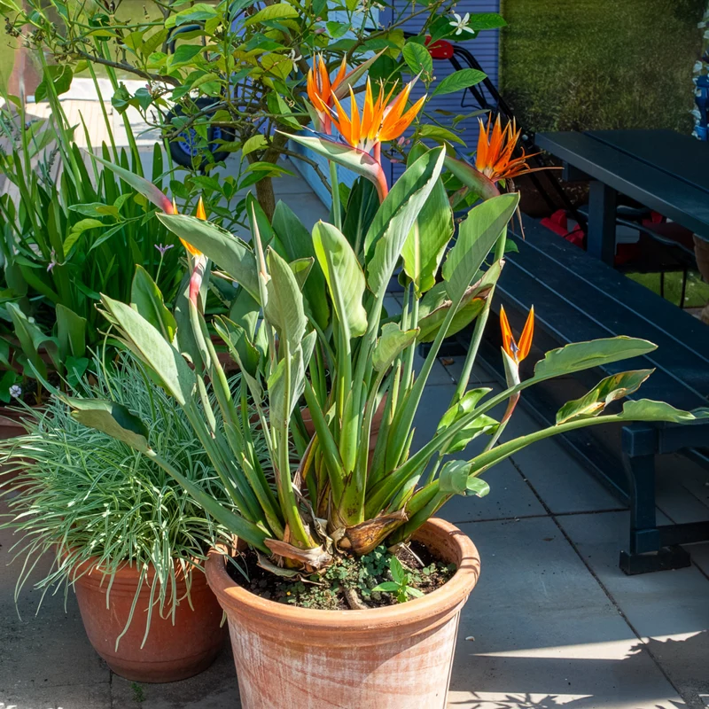 Paradiesvogelblume Strelitzia