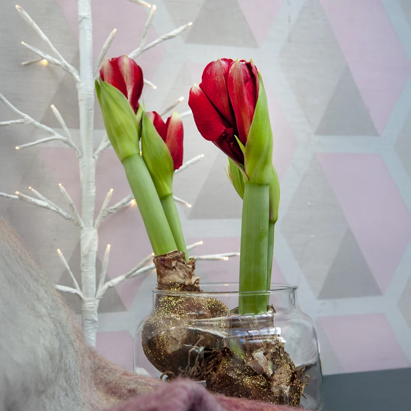 Wachs Amaryllis Magic Rosé Gold