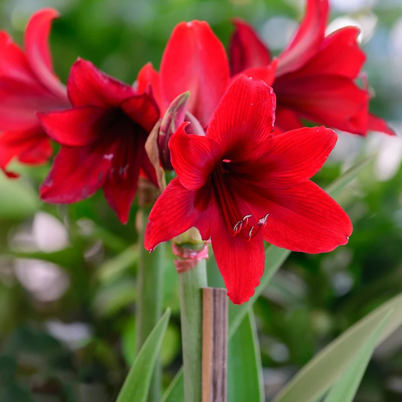 Wachs Amaryllis Magic Rosé Gold