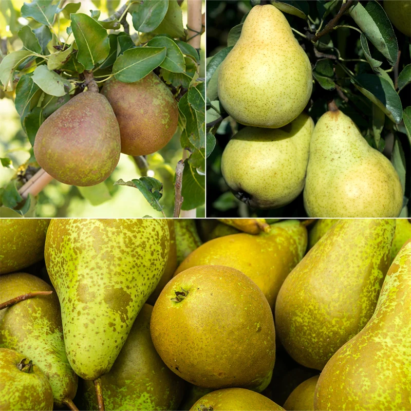 Birnen-Kollektion 'Conférence', 'Williams', 'Doyenné du Comice'