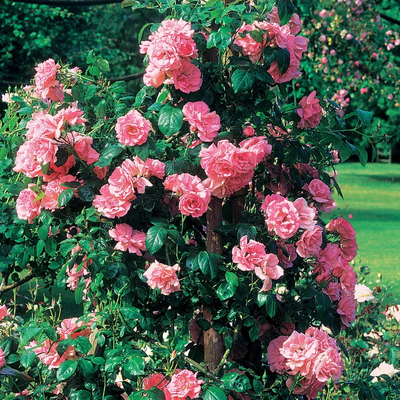 Kletterrose Jasmina Korcentex