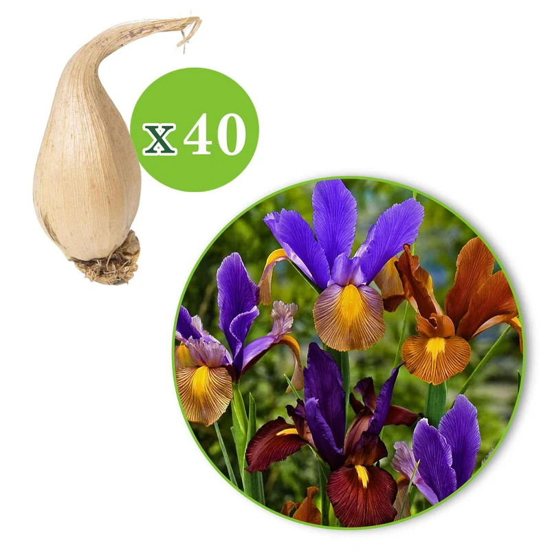Holländische Iris 'Tiger' Mischung (x40)