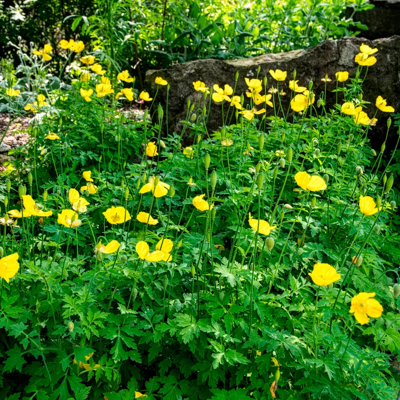 Kambrischer Scheinmohn
