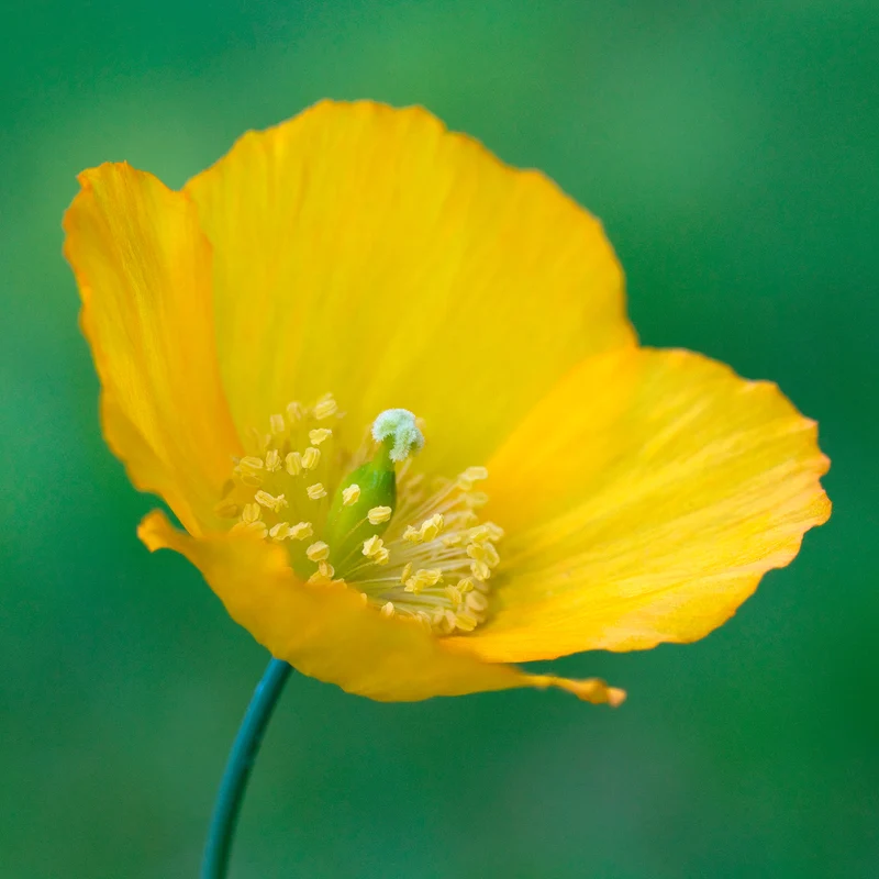 Kambrischer Scheinmohn