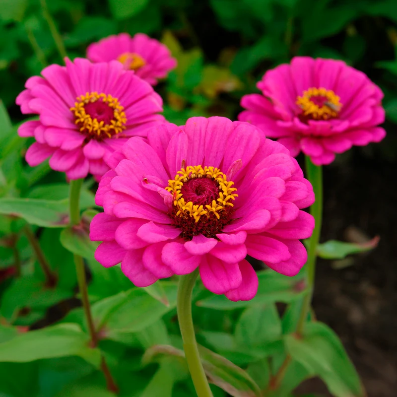 Fuchsiafarbene Zinnie
