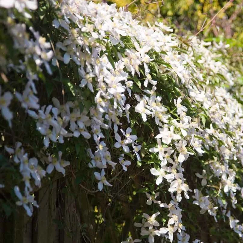 Berg-Waldrebe ‘Grandiflora’