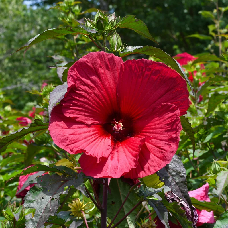 Sumpf-Eibisch ‘Carrousel® Giant Red’