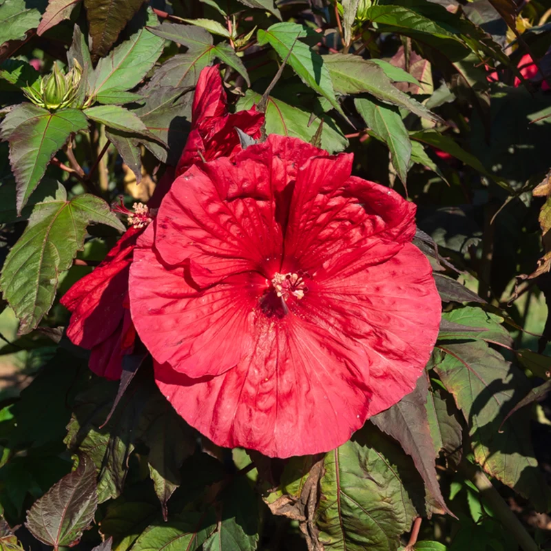Sumpf-Eibisch ‘Carrousel® Giant Red’
