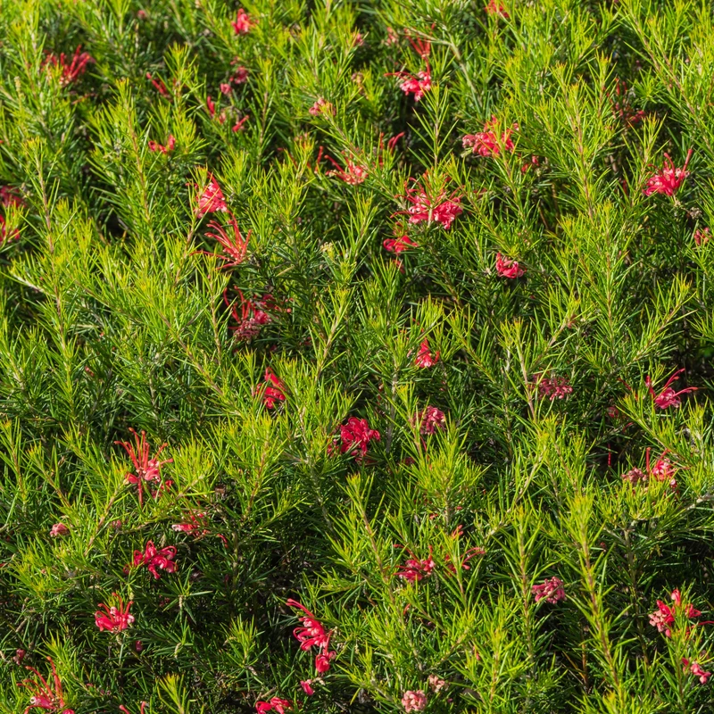 Grevillea juniperina