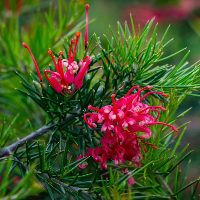 Grevillea juniperina