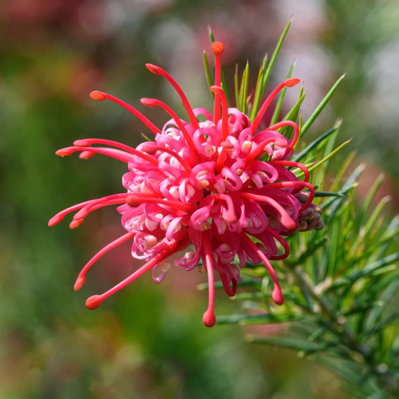 Grevillea juniperina