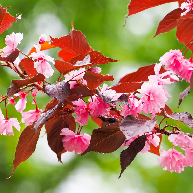 Japanische Blütenkirsche ‘Royal Burgundy’
