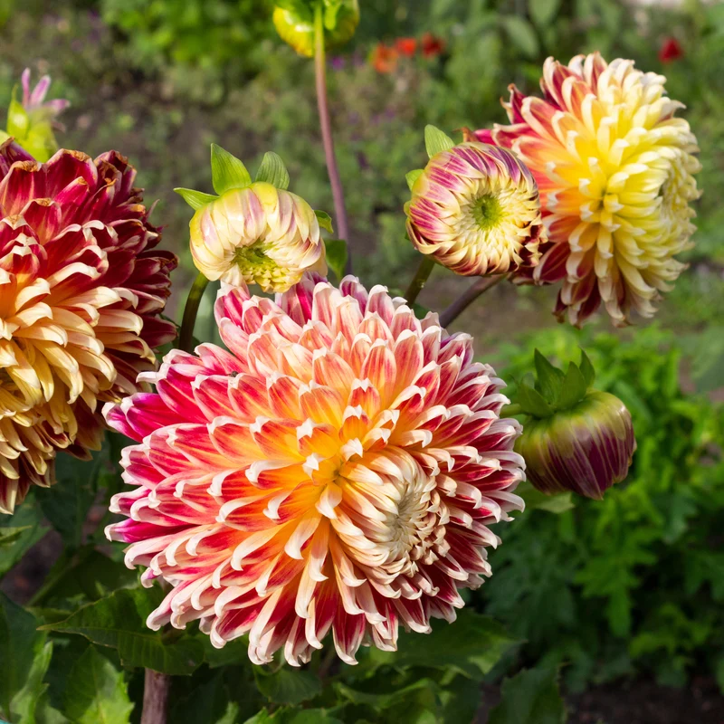 Dahlia 'Akita'
