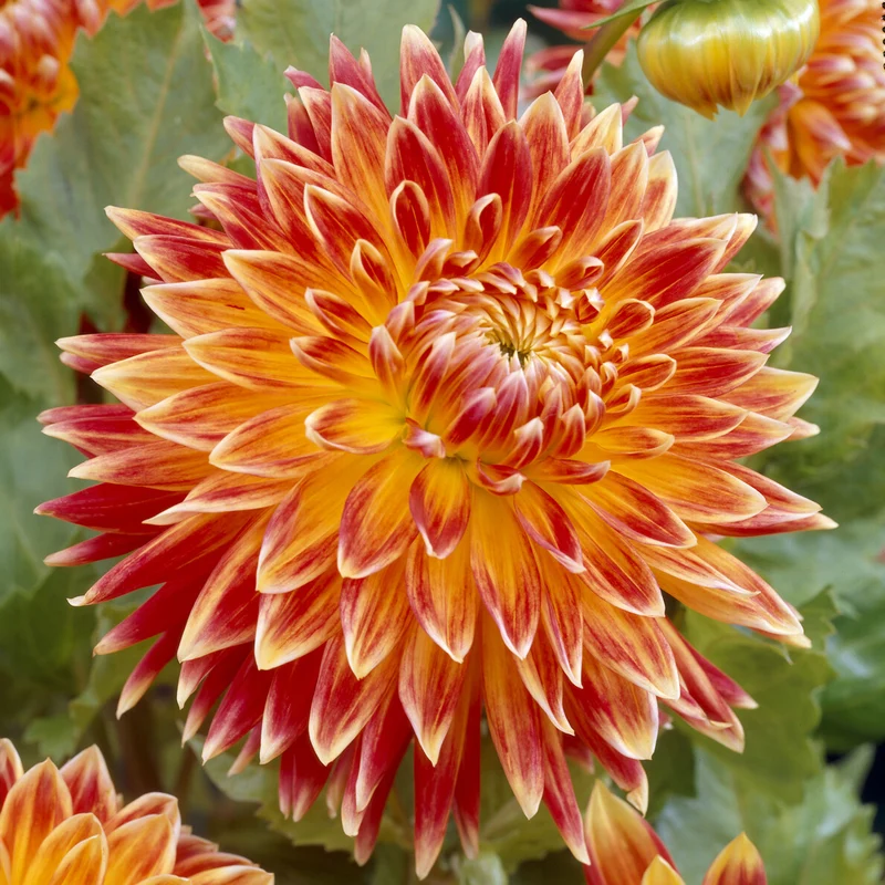 Dahlia 'Akita'
