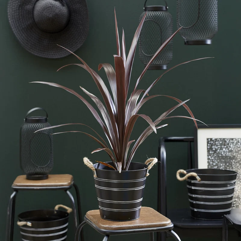 Cordyline ‘Super Star’®