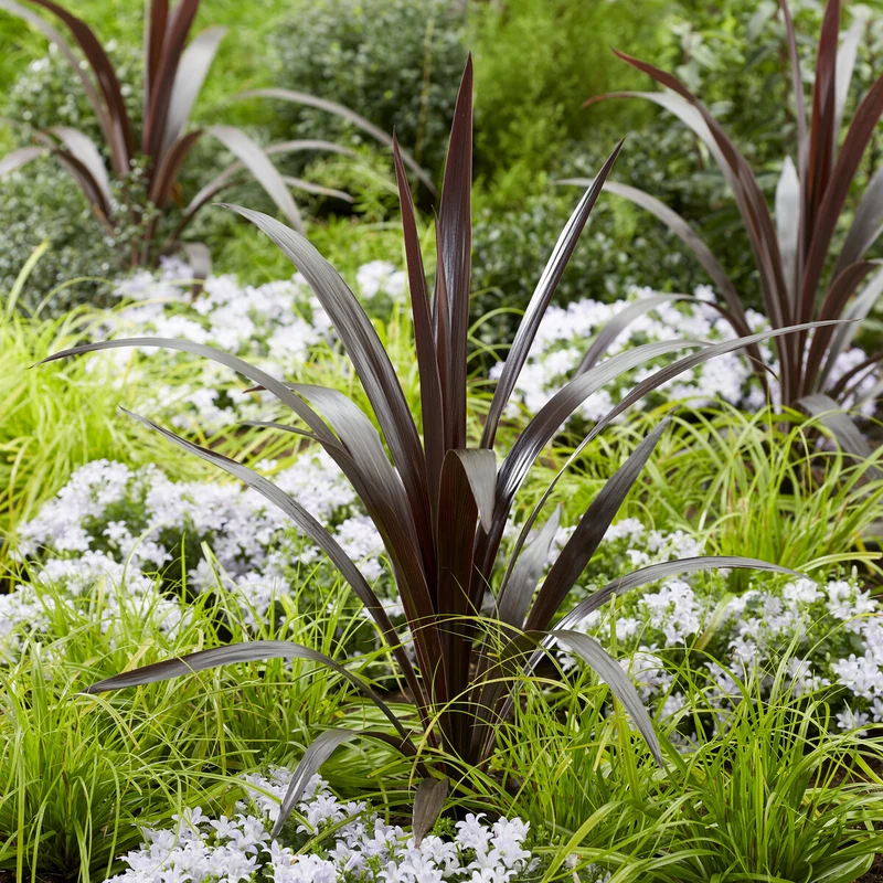Cordyline ‘Super Star’®