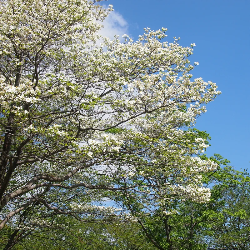 Amerikanischer Blumen-Hartriegel