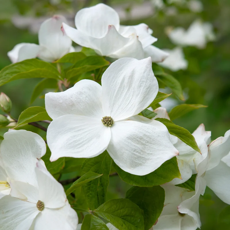 Amerikanischer Blumen-Hartriegel