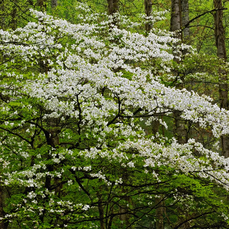 Amerikanischer Blumen-Hartriegel